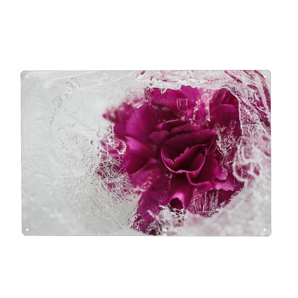 Metall Poster "Icebound" artboxONE - Natur - Stieg,Eis,Eisrose,Eisig,Eiskristalle,Gefroren,Gefroren,Winter,Rose,Rosé,Flotter,Blume - Blechschild