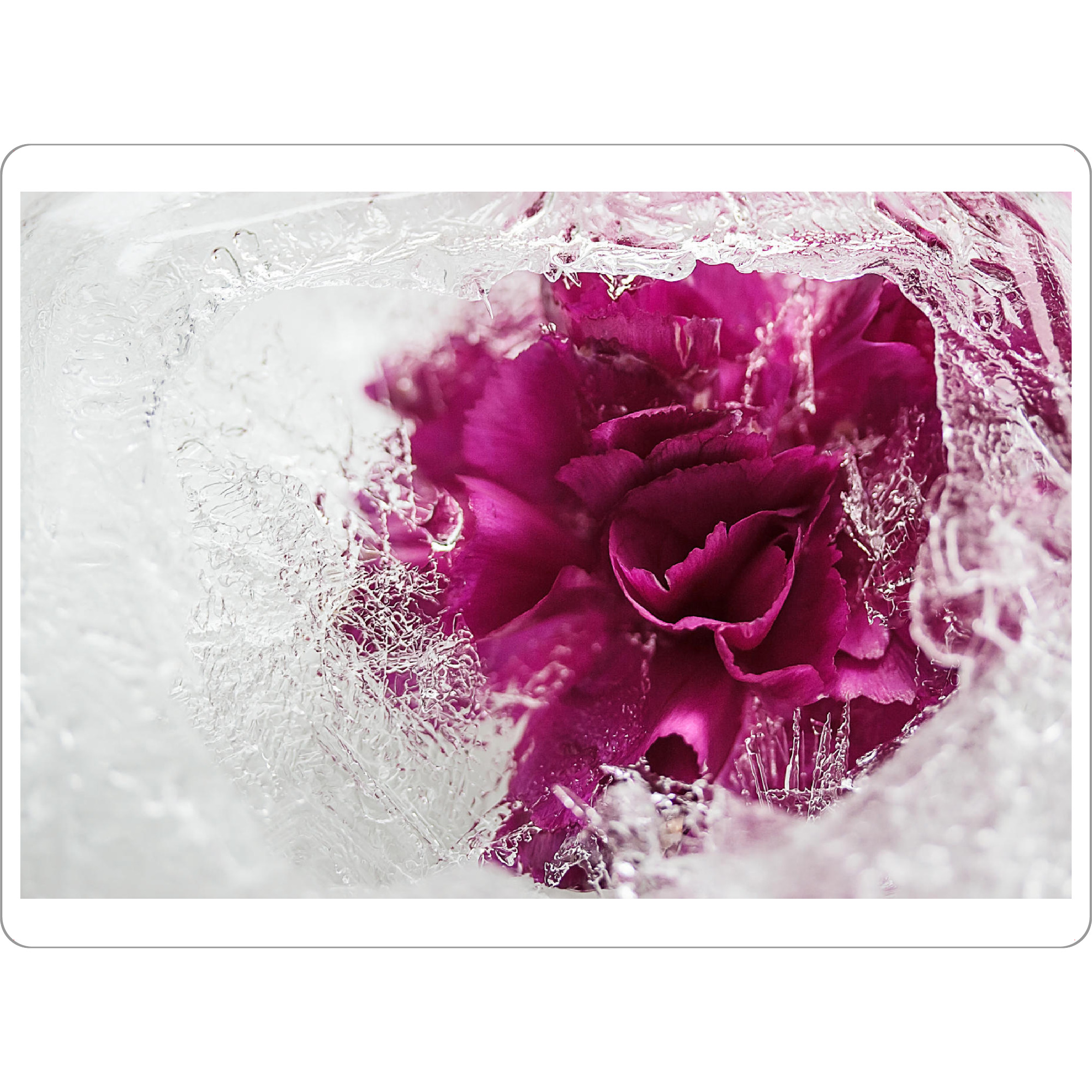 Tischset "Icebound" artboxONE - Natur - Stieg,Eis,Eisrose,Eisig,Eiskristalle,Gefroren,Gefroren,Winter,Rose,Rosé,Flotter,Blume - Bild Stieg