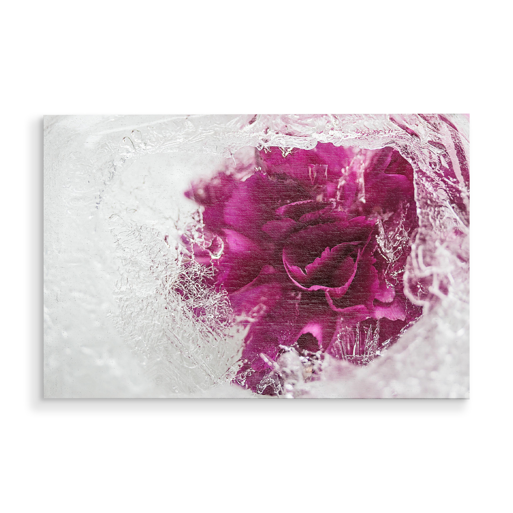 Holzbild "Icebound" artboxONE - Natur - Stieg,Eis,Eisrose,Eisig,Eiskristalle,Gefroren,Gefroren,Winter,Rose,Rosé,Flotter,Blume