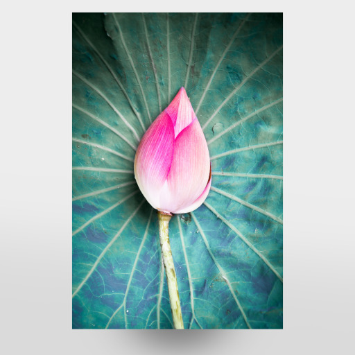 Lotus closed