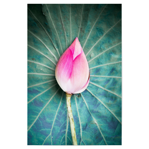 Lotus closed