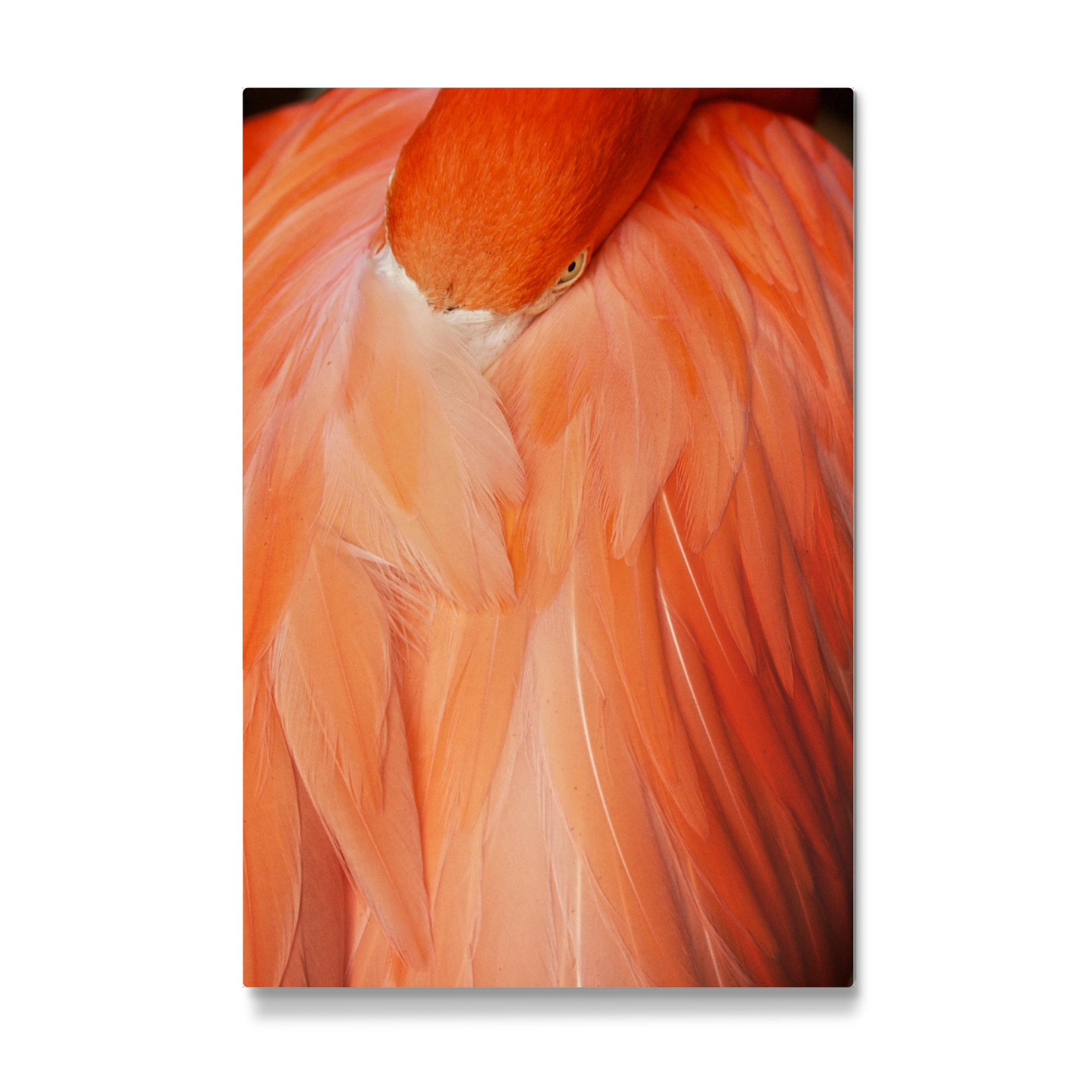 Galerie-Print "Flamingo royal 3" 75x50 cm artboxONE