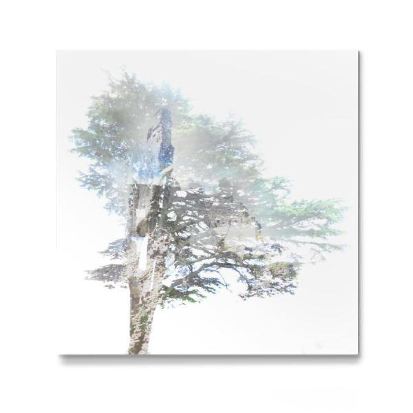Galerie-Print "Transparent Tree IV" 30x30 cm artboxONE