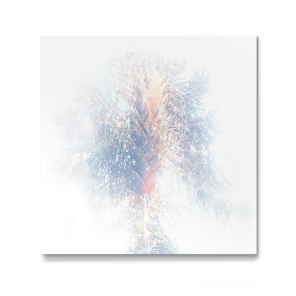Galerie-Print "Transparent Tree V" 30x30 cm artboxONE