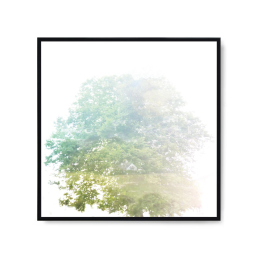 Transparent Tree VIII