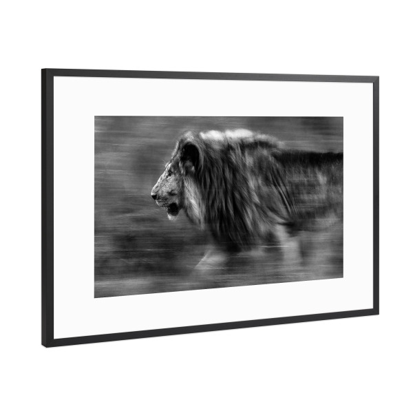 Poster mit Rahmen Schwarz (Metallic) "Auf der Jagd" artboxONE - Tiere,Schwarzweiß,Reise / Afrika
