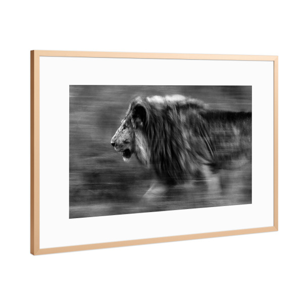 Poster mit Rahmen Kupfer "Auf der Jagd" artboxONE - Tiere,Schwarzweiß,Reise / Afrika