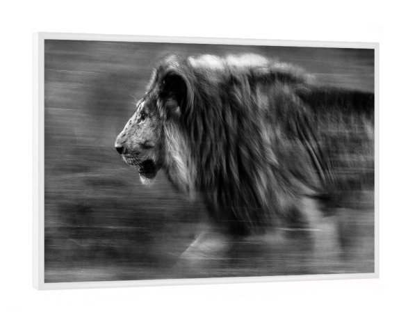 Poster mit weißem Rahmen "Auf der Jagd" artboxONE - Tiere,Schwarzweiß,Reise / Afrika