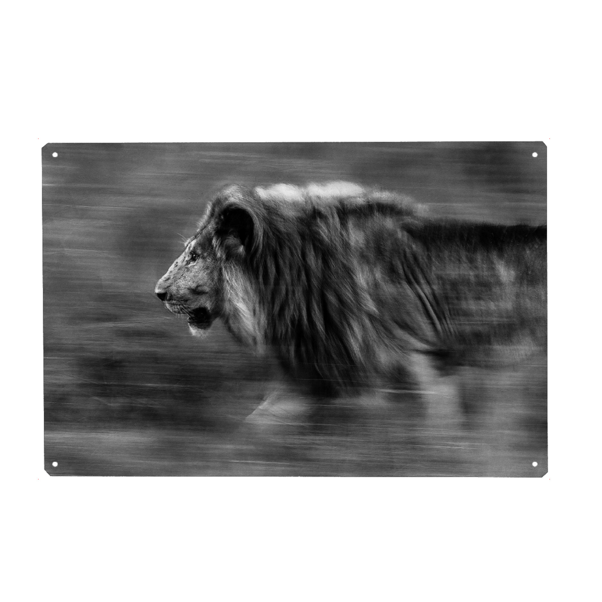 Metall Poster "Auf der Jagd" artboxONE - Tiere,Schwarzweiß,Reise / Afrika - - Blechschild