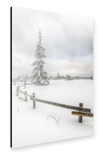 Alu-Dibond "Tanne im Winter" 30x20 cm artboxONE