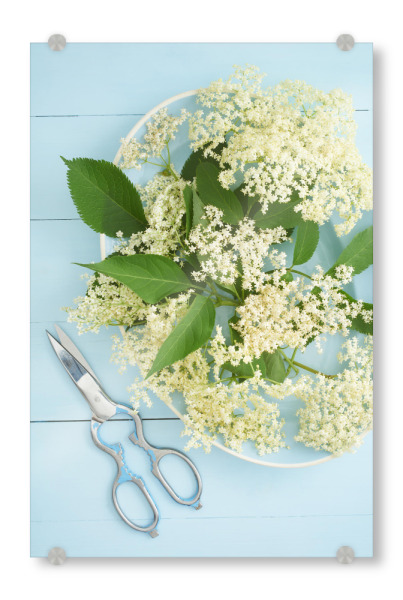 Acrylglasbild "Elder Garden" artboxONE - Rock the kitchen,Floral,Essen & Trinken,Pastell - Blumen,Blume,Blume,Blumen,Gärtner,Garten