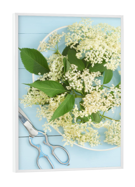 Poster mit weißem Rahmen "Elder Garden" artboxONE - Rock the kitchen,Floral,Essen & Trinken,Pastell - Blumen,Blume,Blume,Blumen,Gärtner,Garten