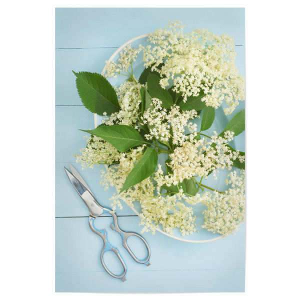 Poster "Elder Garden" artboxONE - Rock the kitchen,Floral,Essen & Trinken,Pastell - Blumen,Blume,Blume,Blumen,Gärtner,Garten
