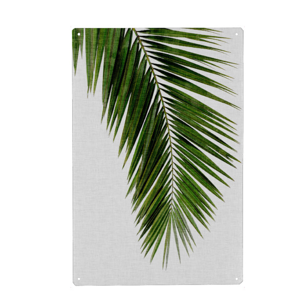 Metall Poster "Cohune Palm" artboxONE - Natur,Floral - Cohune,Palmenblatt - Blechschild