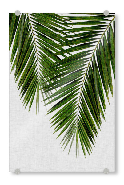 Acrylglasbild "Cohune Palm Grün" artboxONE - Natur,Floral - Palme,Palmblätter,Grün,Cohune