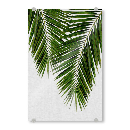Cohune Palm green
