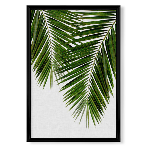 Cohune Palm green