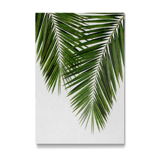 Cohune Palm green