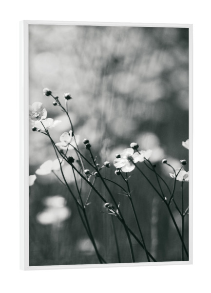 Poster mit weißem Rahmen "Flower Meadow I" artboxONE - Floral,Schwarzweiß - Lilie,Lilie,Blume,Blume,Wiese,Wiese,Natur,Natur