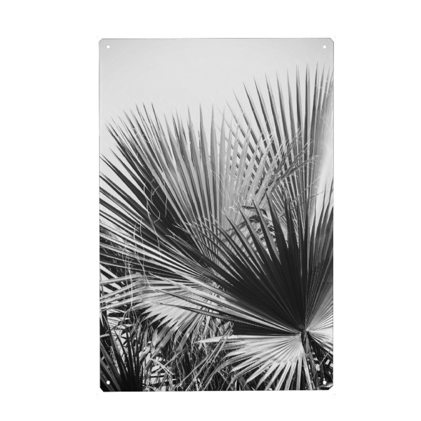 Metall Poster "Palms 2" artboxONE - Floral,Schwarzweiß,Sommer - Palme,Palme,Pflanze,Pflanze,Tropisch,Tropisch - Blechschild