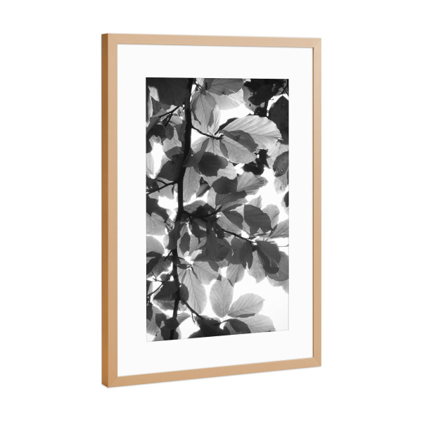 Poster mit Rahmen Kupfer "Beech Leaves Black" artboxONE - Floral,Schwarzweiß - Blätter,Blätter,Pflanze,Pflanze