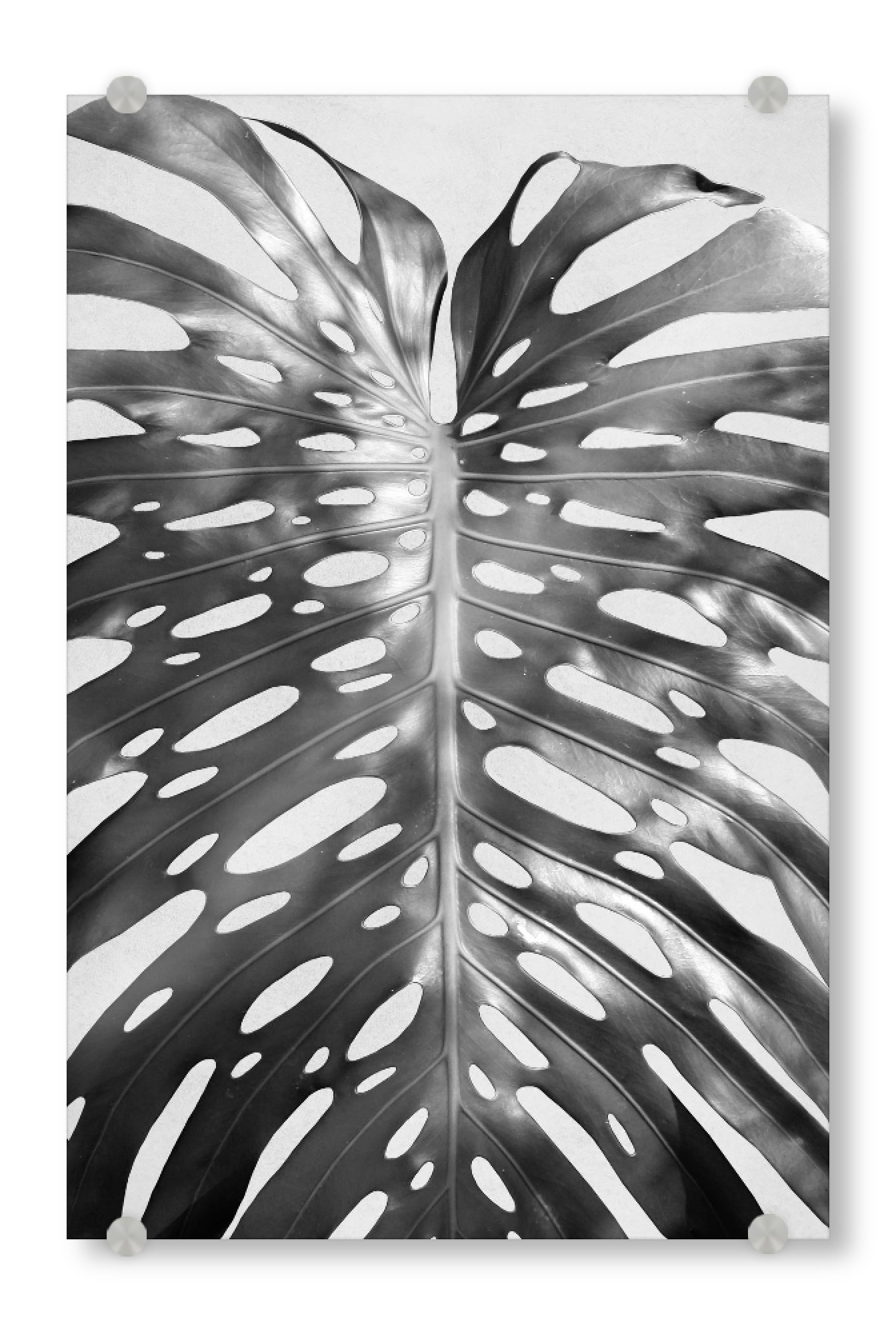 Acrylglasbild "Palm Leave I" artboxONE - Floral,Schwarzweiß - Palme,Palm,Pflanze,Plant,Tropical,Tropisch