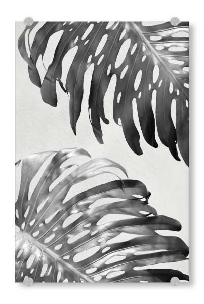 Acrylglasbild "Palm Leaves 3" artboxONE - Floral,Schwarzweiß,Sommer - Palme,Palm,Pflanze,Plant,Tropical,Tropisch