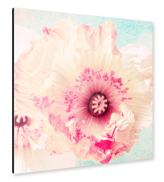 Alu-Dibond "Pastell Poppy" 30x30 cm artboxONE