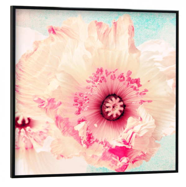 Poster mit schwarzem Rahmen 30x30 cm "Pastell Poppy" artboxONE - Natur,Floral,Für Mama