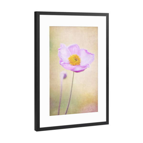 Poster mit Rahmen Schwarz (Metallic) "Little Flower" artboxONE - Natur - Mohnblume,Blume,Blüte,Sommer,Sommerlich,Romantik,Vintage,Natur,Kleine blume