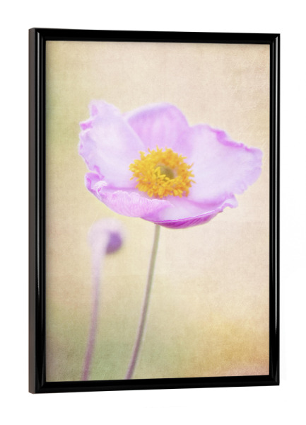 Poster mit schwarzem Rahmen "Little Flower" artboxONE - Natur - Mohnblume,Blume,Blüte,Sommer,Sommerlich,Romantik,Vintage,Natur,Kleine blume