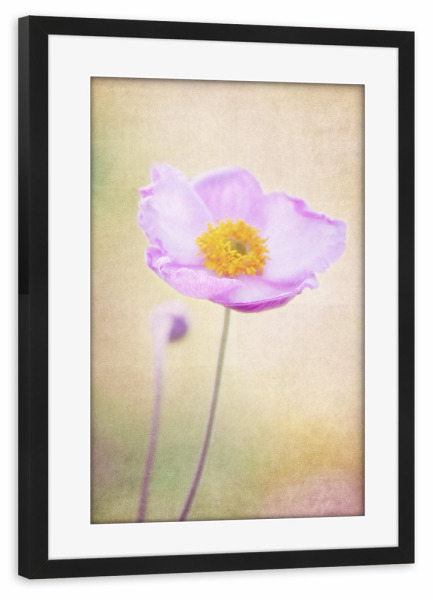 Poster mit Rahmen schwarz "Little Flower" artboxONE - Natur - Mohnblume,Blume,Blüte,Sommer,Sommerlich,Romantik,Vintage,Natur,Kleine blume