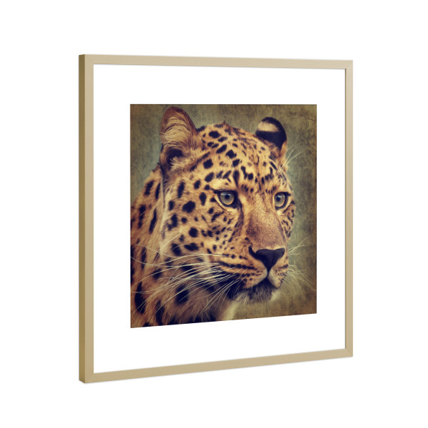 Poster mit Rahmen Gold "Leopard Portrait" artboxONE - Tiere - Leopard,Raubtier,Raubkatze,Wildes tier,Säugetier,Digitale malerei,Tierportrait,Katze