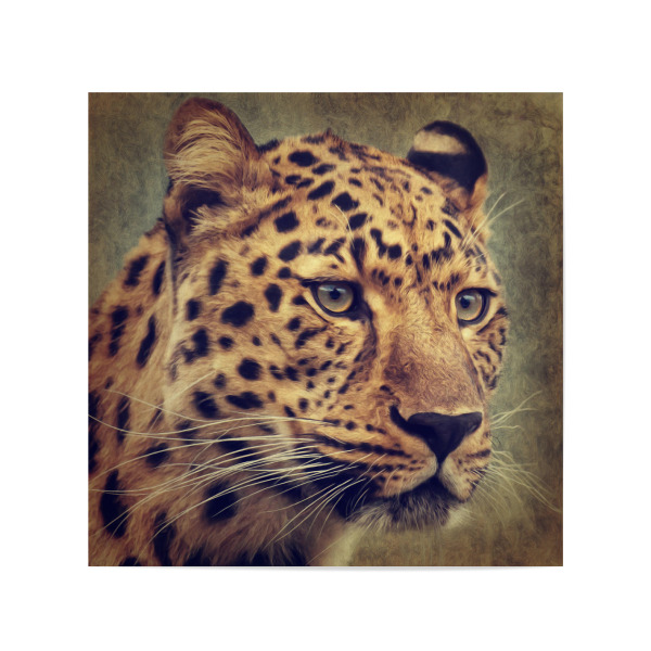 Poster 20x20 cm "Leopard Portrait" artboxONE - Tiere - Leopard,Raubtier,Raubkatze,Wildes tier,Säugetier,Digitale malerei,Tierportrait,Katze