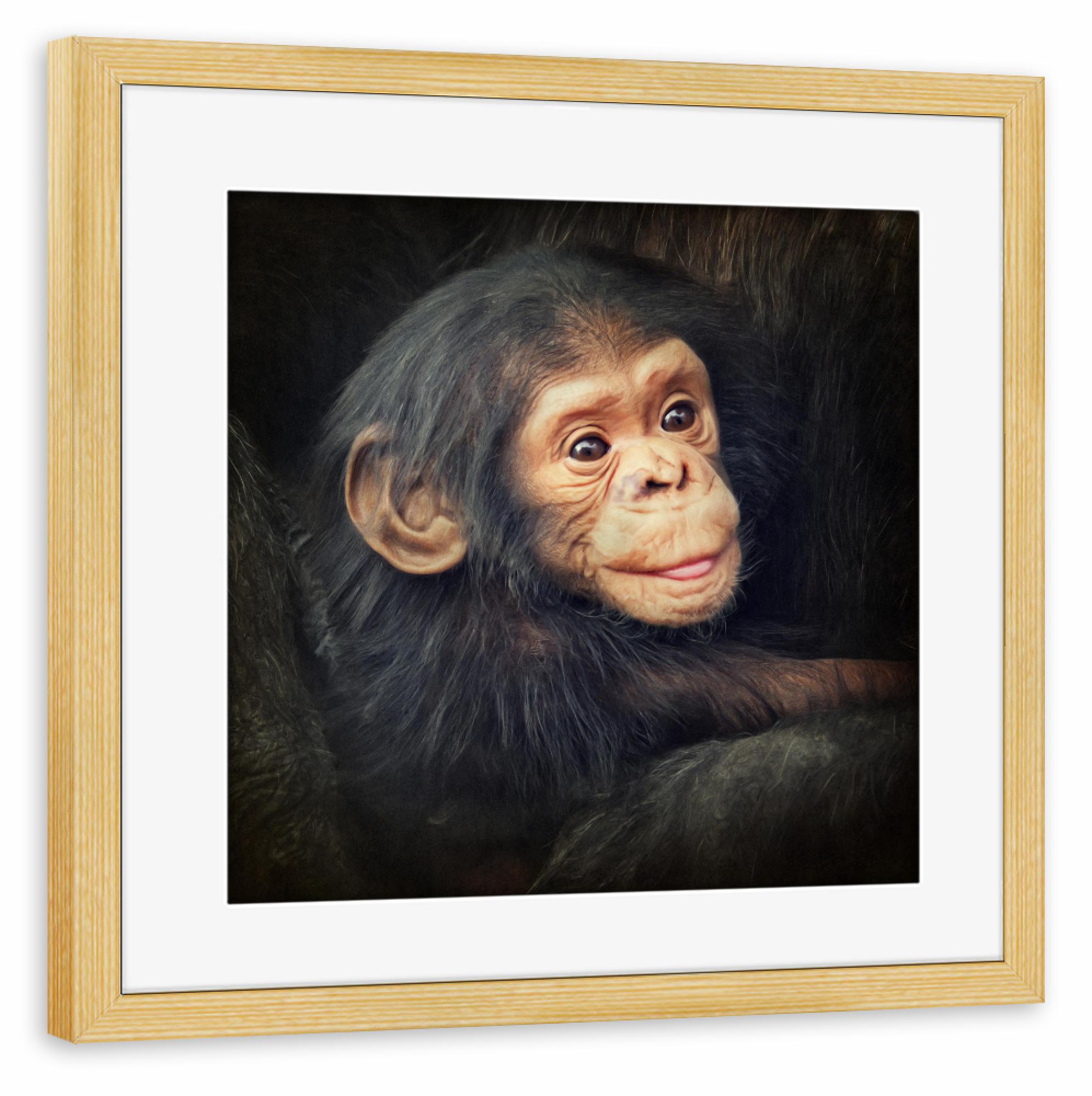 Poster mit Rahmen kiefer "Kleiner Schimpanse" artboxONE - Tiere