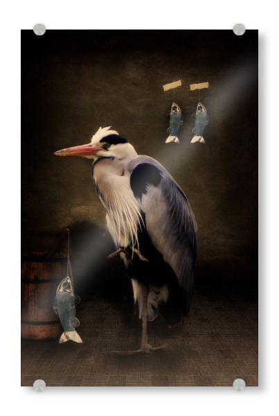 Acrylglasbild "Herons home" artboxONE - Tiere,Fiktion,Lustig - Vogel,Fischreiher,Fisch,Tierportrait,Composing,Vogelportrait,Lustig