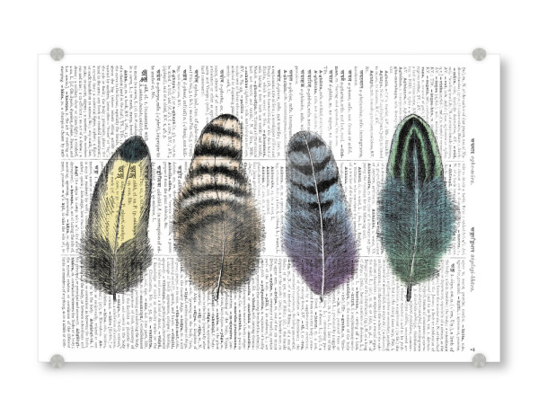 Acrylglasbild "Feathers" artboxONE - Tiere,Schwarzweiß,Retro