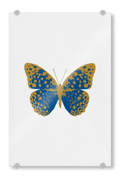 Acrylglasbild "Gold and Blue Butterfly" artboxONE - Natur,Tiere
