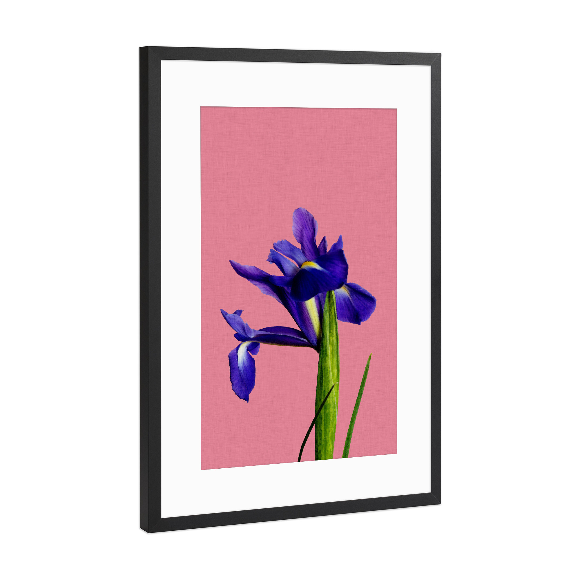Poster mit Rahmen Schwarz (Metallic) "Iris Flower" artboxONE - Natur,Floral