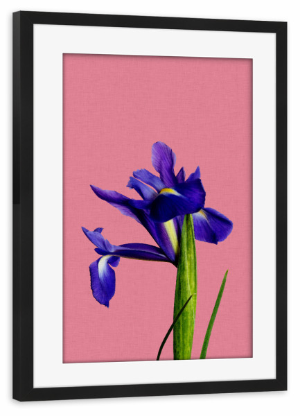 Poster mit Rahmen schwarz "Iris Flower" artboxONE - Natur,Floral