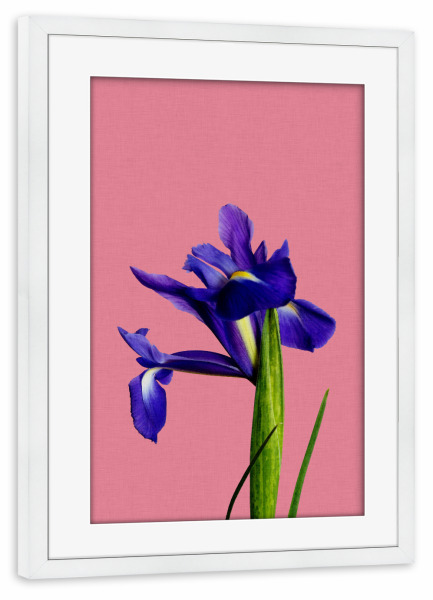 Poster mit Rahmen weiß "Iris Flower" artboxONE - Natur,Floral
