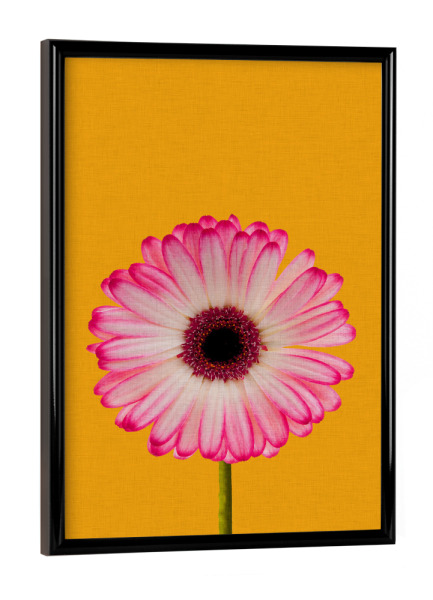 Poster mit schwarzem Rahmen "Daisy Gerbera" artboxONE - Natur,Floral,Liebe