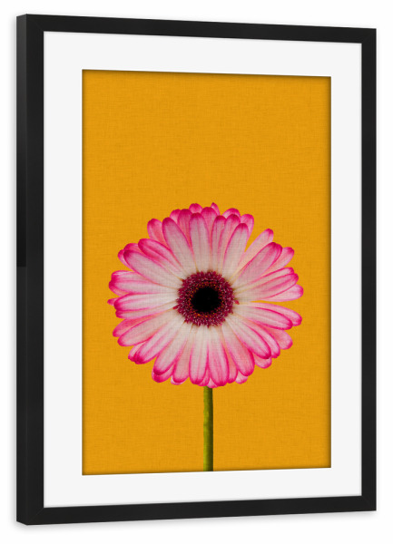Poster mit Rahmen schwarz "Daisy Gerbera" artboxONE - Natur,Floral,Liebe