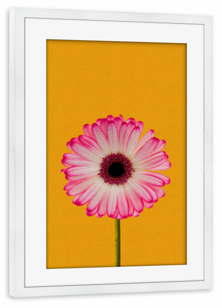 Poster mit Rahmen weiß "Daisy Gerbera" artboxONE - Natur,Floral,Liebe