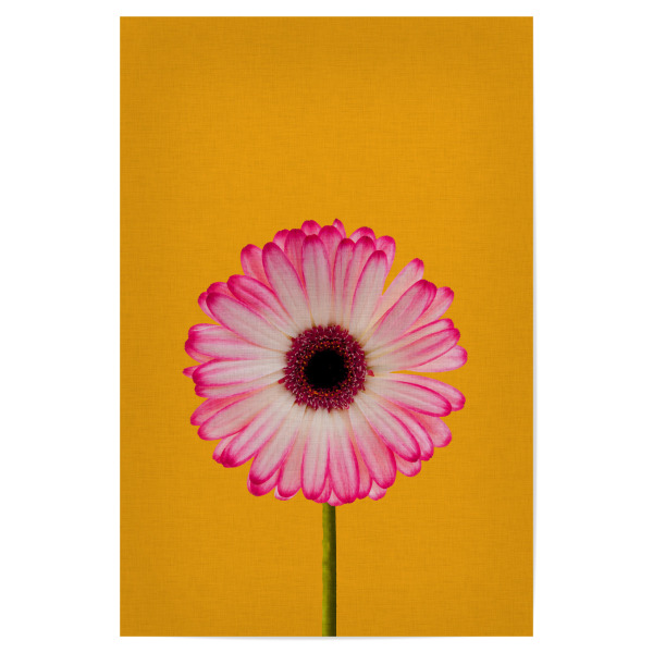 Poster 30x20 cm "Daisy Gerbera" artboxONE - Natur,Floral,Liebe
