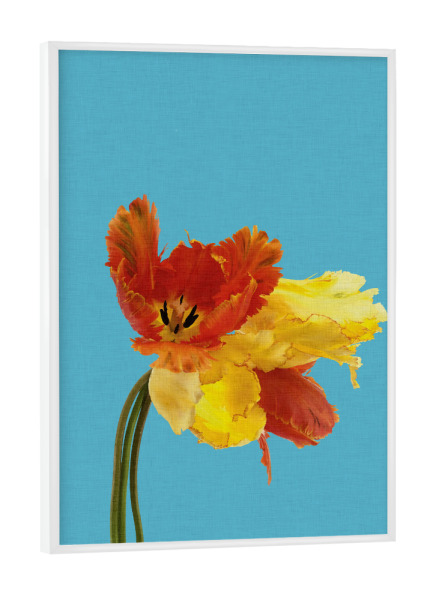 Poster mit weißem Rahmen "Parrot Tulip" artboxONE - Natur,Floral