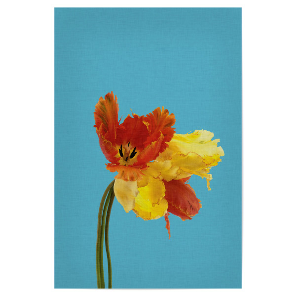 Poster "Parrot Tulip" artboxONE - Natur,Floral