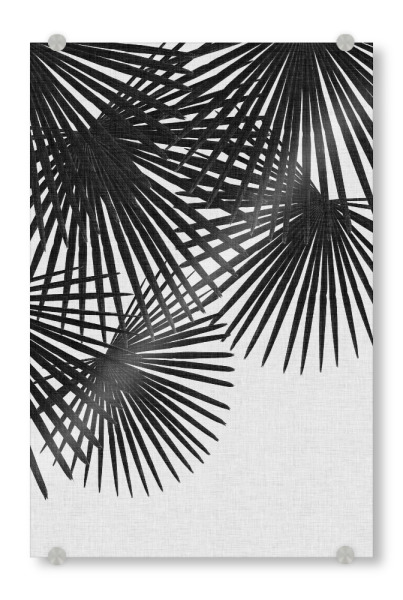 Acrylglasbild "Fan Palm II Black White" artboxONE - Natur,Floral,Schwarzweiß