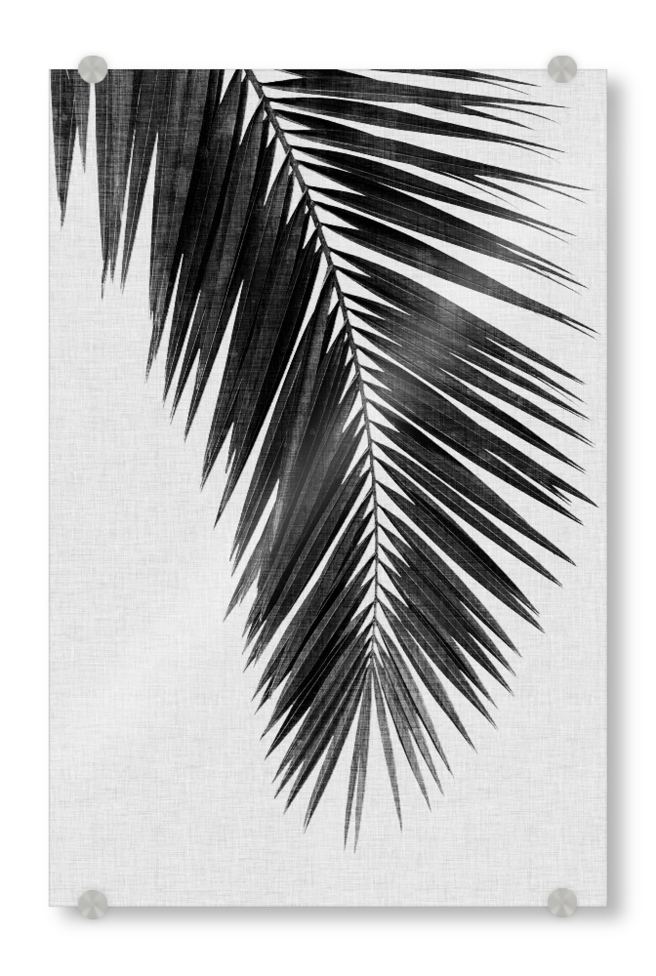 Acrylglasbild "Cohune Palm I Black White" artboxONE - Natur,Floral,Schwarzweiß