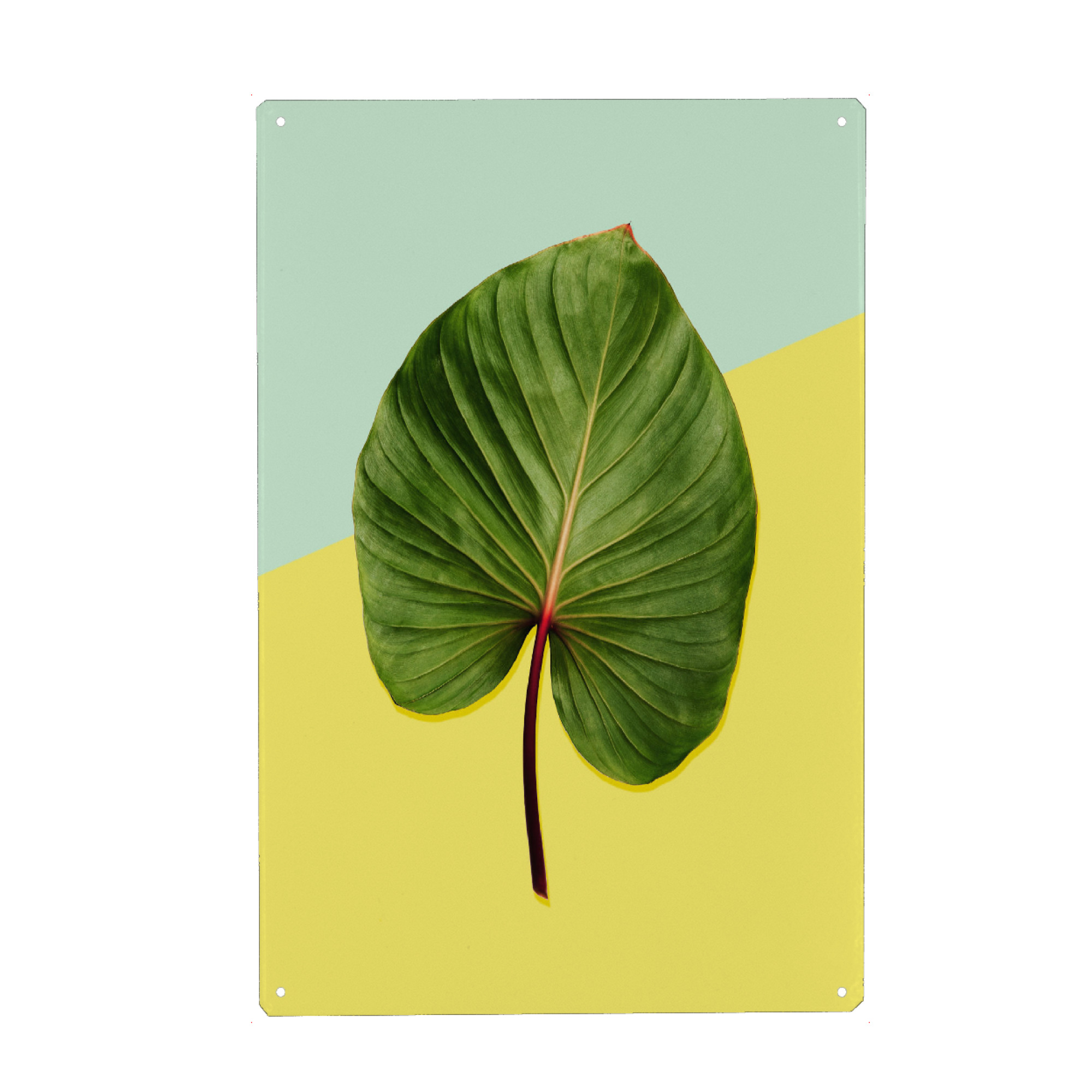 Metall Poster "Leaf Duett No 1" artboxONE - Floral,Geometrie - Palme,Blatt,Palm,Banana,Leaf,Blume,Flower - Blechschild